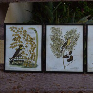 Vintage Prints  Circa 1970s Set of 3 Birds Etchings Black Vinyl Frames French